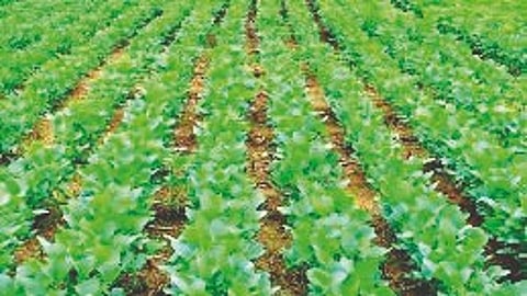 Maharashtra farming update