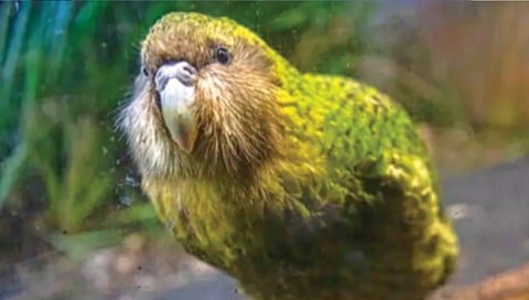 worlds-largest-parrot-lives-for-90-years