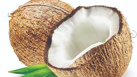 Coconut Price Hike |