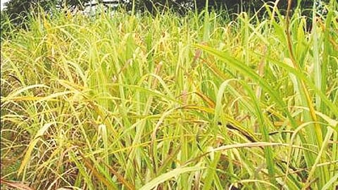 Sugarcane Disease Outbreak