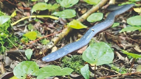 Rare Earthworm Found