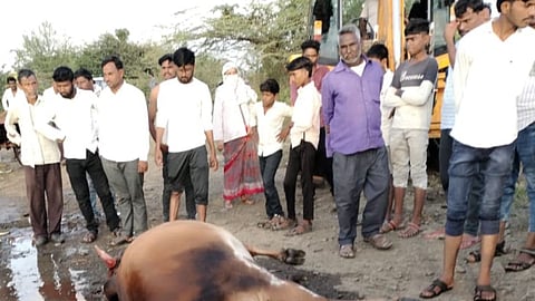 Tadkals Cattle Deaths