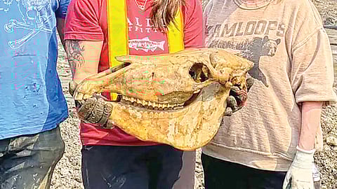 30000-year-old-ice-age-horse-skull-discovered