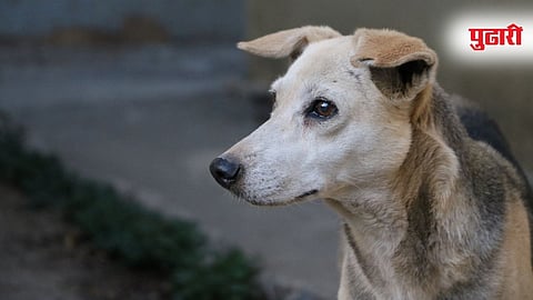 Ahilyanagar Dog News