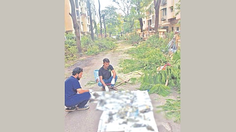 Tree trimming bird deaths