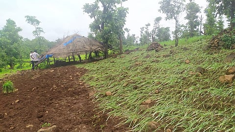 Mokhada rice crops in danger