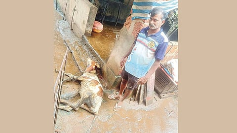 Calf Killed by Leopard