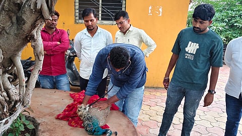 Peacock Tragic Death |