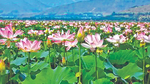 Lotus blooms again in Kashmir's 'Wular'