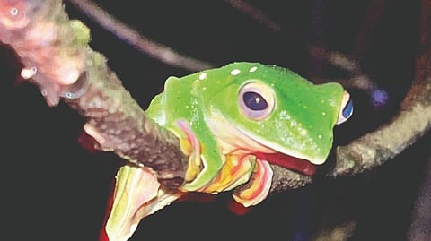 Flying Frog Dodamarg