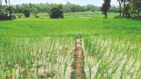 Rice Cultivation Final Stage