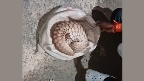 Rare pangolin