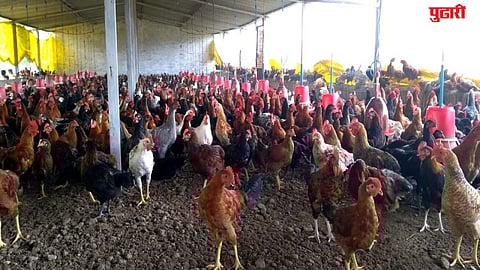 Chicken Price