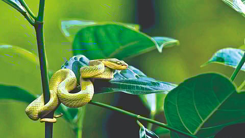 Sahyadri Biodiversity