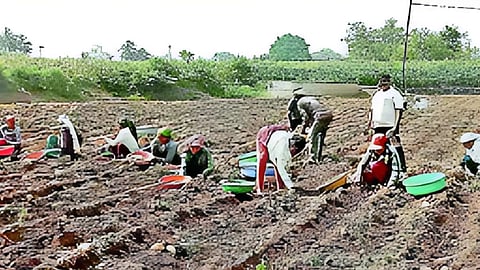 Sambhajinagar Agriculture News
