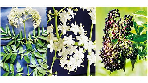american-elderberry-tree-found-in-ruikar-colony