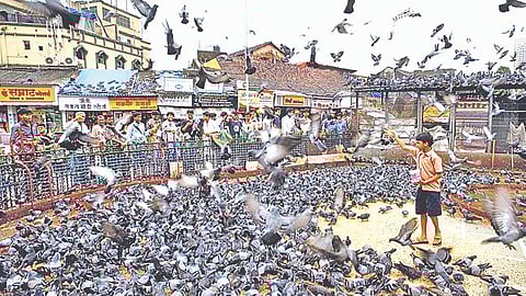 Pigeon droppings health hazard