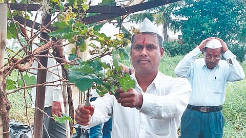 Sangli News