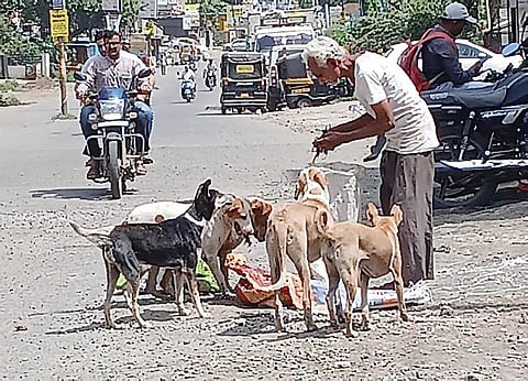 Street Dogs