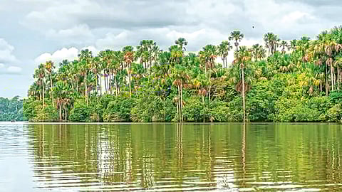 Amazon carbon bank
