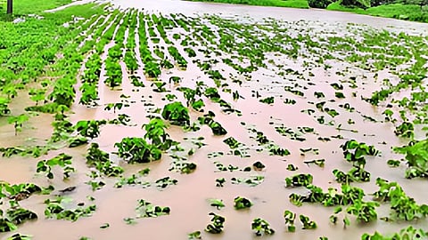 Beed Rain
