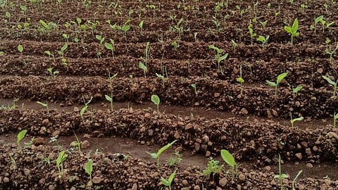 Mokhada turmeric cultivation initiative