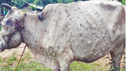 Lumpy Virus |