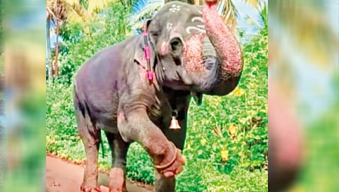 Nandani Elephant Case