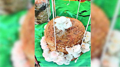 Mushroom Production
