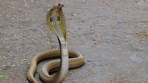 Shirala Nagpanchami