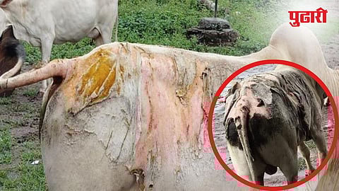 Acid attack on animals