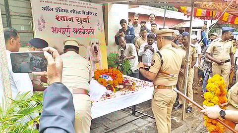 Surya Dog Death|