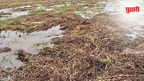 crop insurance delay