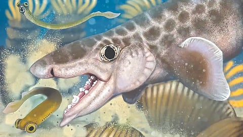 Old shark remains