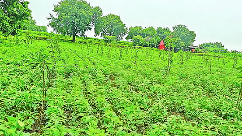 Jalna Rain