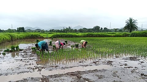 Cultural loss in agriculture