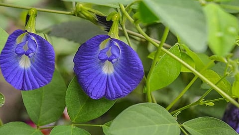 blue-butterfly-pea-tea-health-benefits