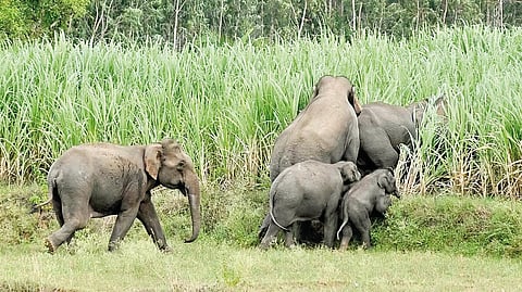 when-will-elephant-management-be-in-place-in-konkan-and-kolhapur