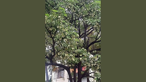 Saptparni flowers