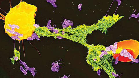 mitochondria-track-bacteria-inside-cells