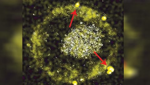 creature excretes gold by eating toxic soil