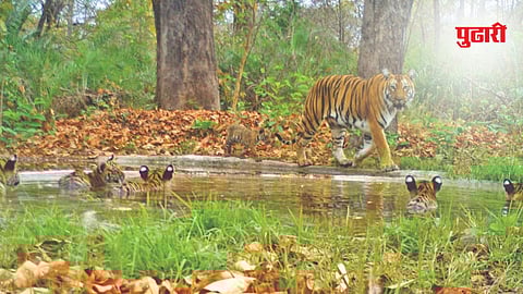 Tiger conservation India