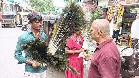 Peacock feather sale