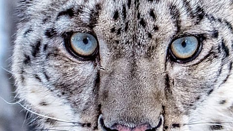Snow Leopard |हा मार्जारकुळातील प्राणी आहे ‘पहाडोंका भूत’