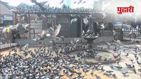 Dadar Kabutarkhana issue