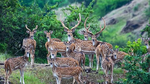 Sagreshwar Wildlife Sanctuary