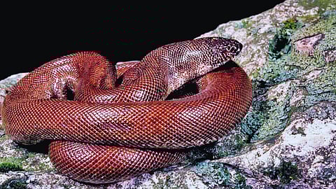 Mandul Snake Trade