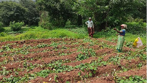 Shahuwadi Farmers Wild Animal Menace