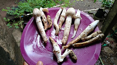 Palghar Adivasi livelihood