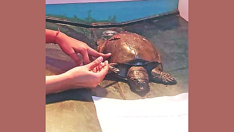 Wildlife rescue operation